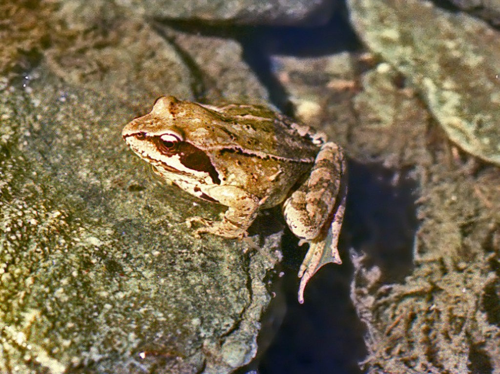 Rana temporaria